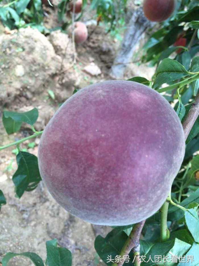 第三代水果与二代区别,第三代水果