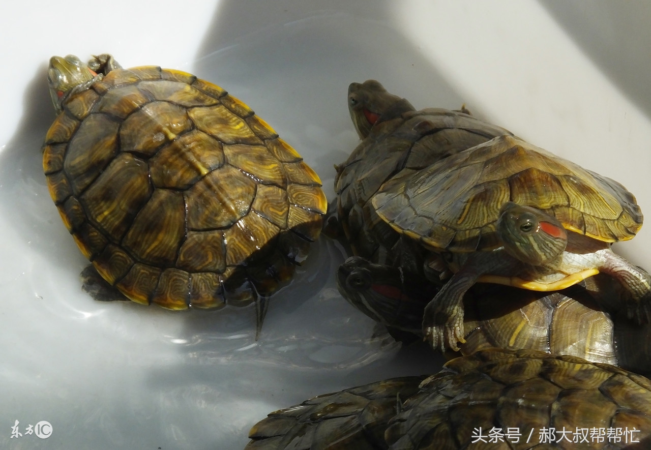 乌龟白眼病怎么治疗最好的方法,怎么治乌龟白眼病最简单方法