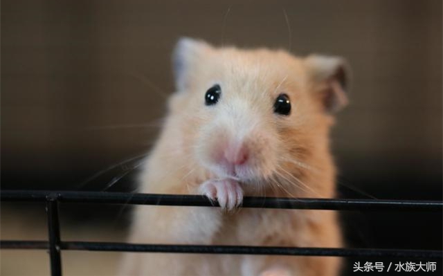 怎么避免金丝熊中暑,怎样预防金丝熊中暑