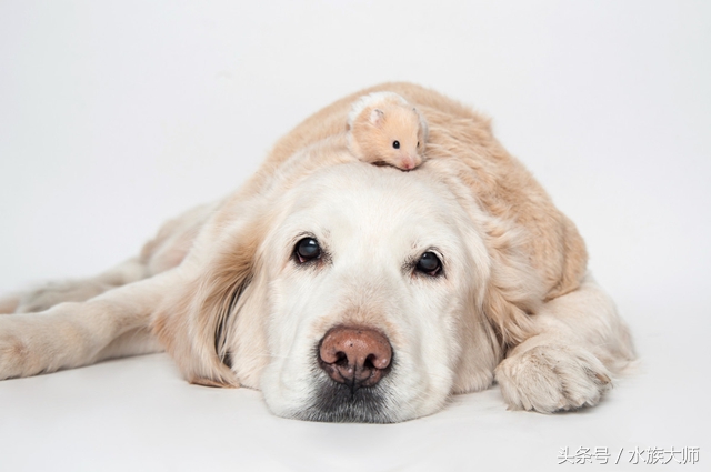 怎么避免金丝熊中暑,怎样预防金丝熊中暑