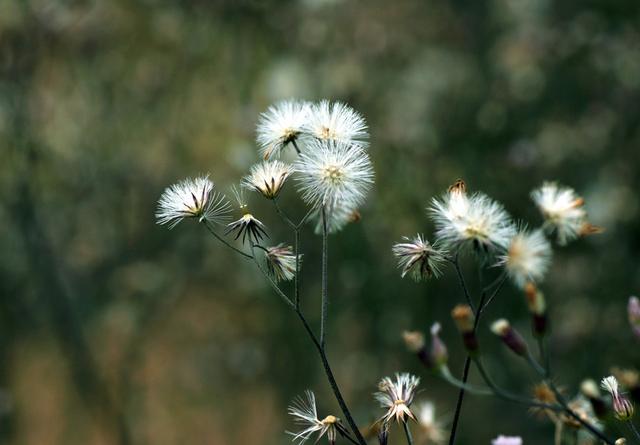 农村有什么植物健脾祛湿,除湿气植物有哪些