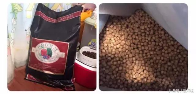 Todayis七夕，这盆狗粮爱妖经替你验过，放心吃吧