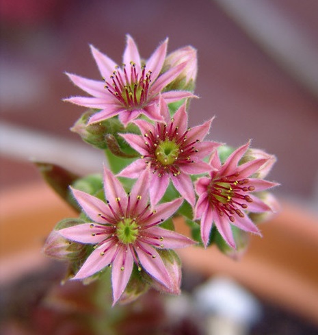 每日一肉之多肉植物,观音莲多肉大全