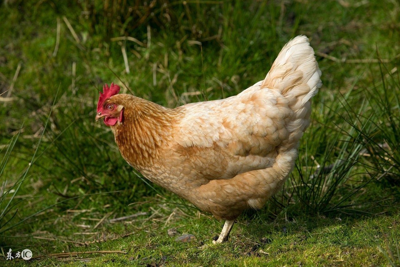 春季养鸡怎么防呼吸道病,养鸡常见的疾病治疗