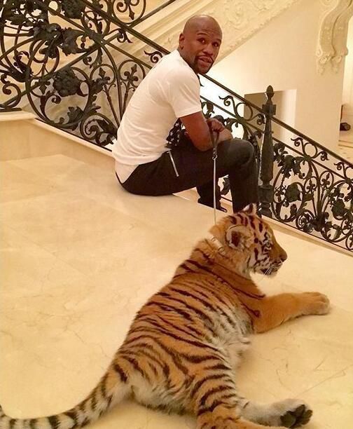 梅威瑟人前炫富背后苦练,不败神话梅威瑟