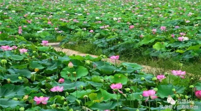 池上秋又来，荷花半成子，仁寿最美秋日荷塘