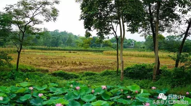 池上秋又来，荷花半成子，仁寿最美秋日荷塘