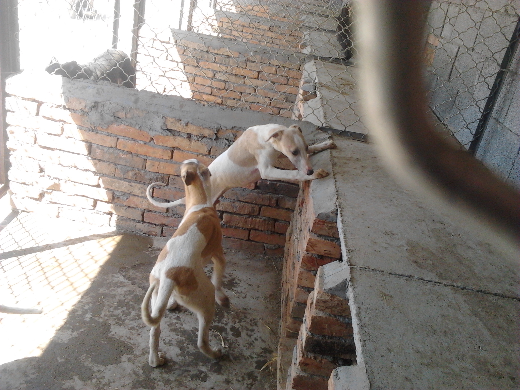 格惠和灵慧幼犬区别,格惠灵惠怎么样