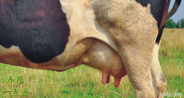 奶牛乳房炎的治疗,奶牛乳房炎的分类和治疗