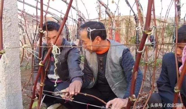 葡萄种植一亩产量多少斤,葡萄种植高产技术