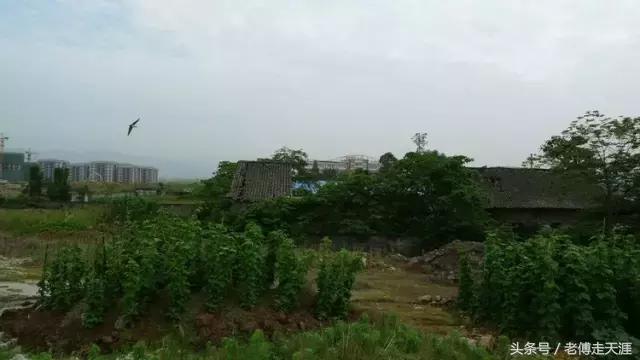 梁中与红中曾合校办学多年~两校原是亲生血缘关系