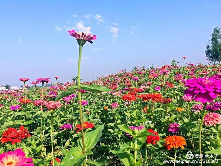 一花一叶总关情，一辆单车游古城，美哉正定！