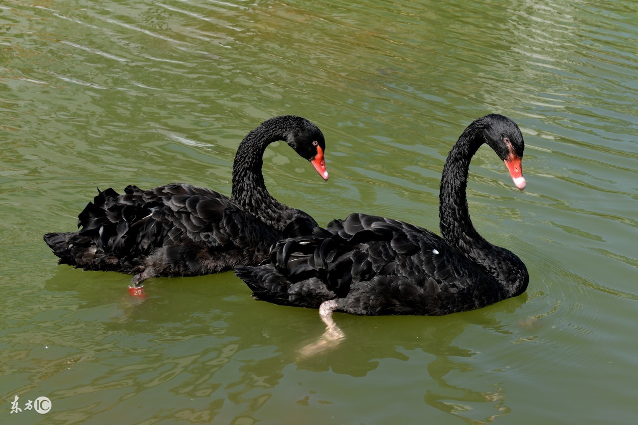微商模式赚钱,微商挣钱的100种方法