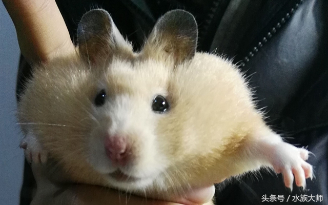 怎么避免金丝熊中暑,怎样预防金丝熊中暑