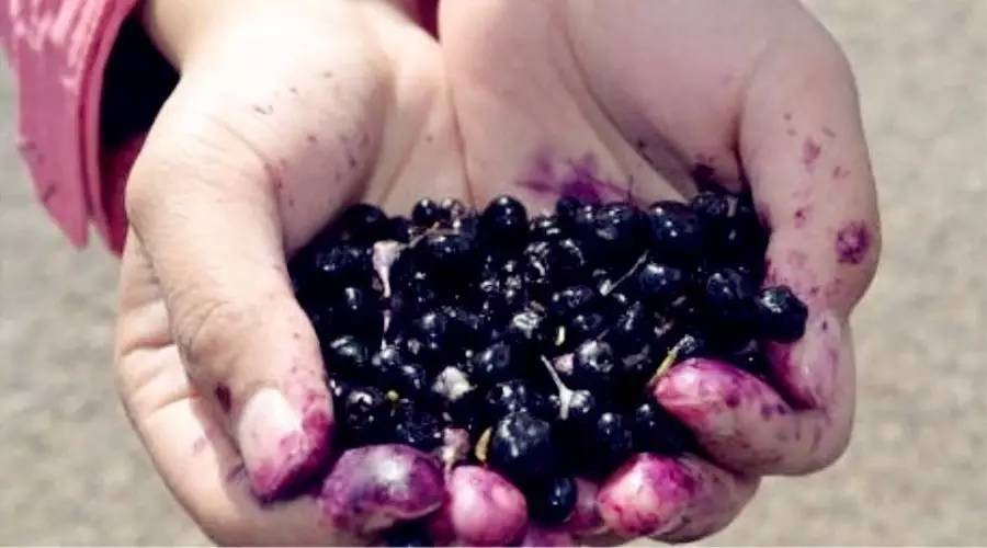 针对黑枸杞你真的了解吗,关于黑枸杞的8大误区
