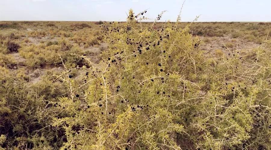 针对黑枸杞你真的了解吗,关于黑枸杞的8大误区