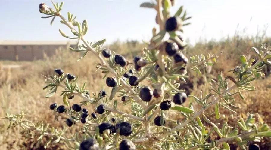 针对黑枸杞你真的了解吗,关于黑枸杞的8大误区