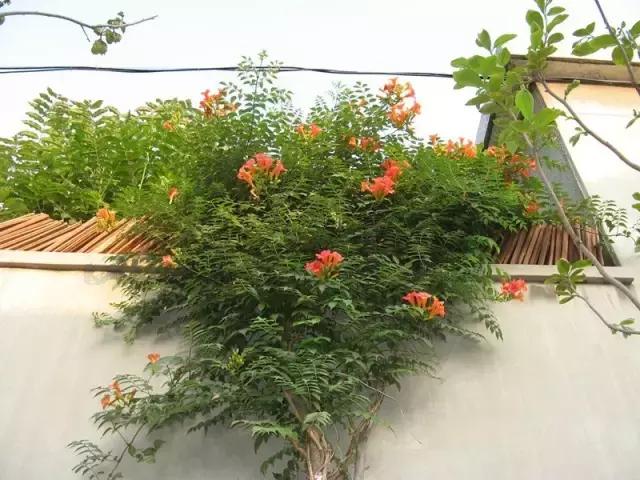 凌霄盆景如何养护,凌霄盆栽植物