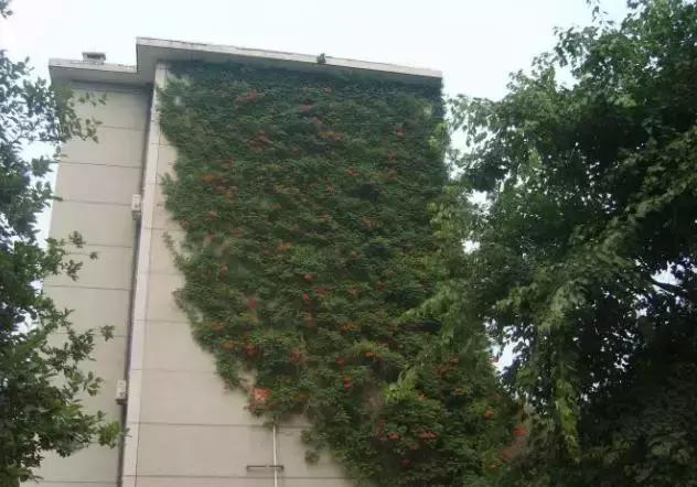 凌霄盆景如何养护,凌霄盆栽植物