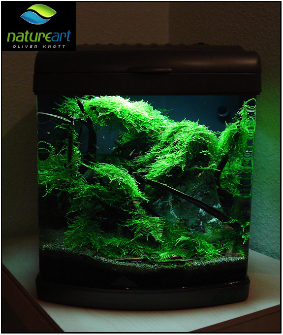 ada水草1.5米缸造景教程,oliverknott是什么