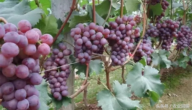 葡萄种植一亩产量多少斤,葡萄种植高产技术