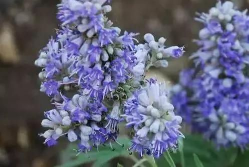 蔓越莓月见草月经期间能吃吗,月见草搭配蔓越莓的功效