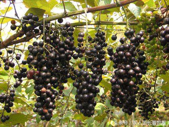 第三代水果与二代区别,第三代水果