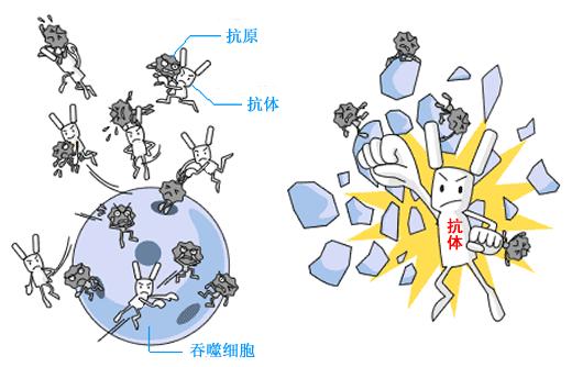 什么是抗体治疗,什么是抗体高