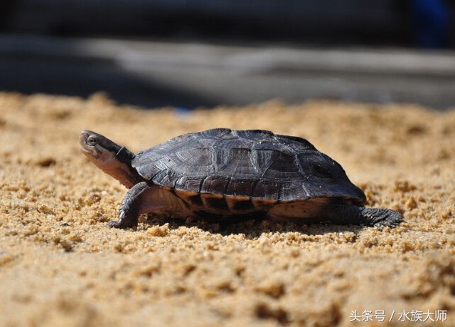 学会这四招没有养不好的牛,学会这四点让你少花冤枉钱