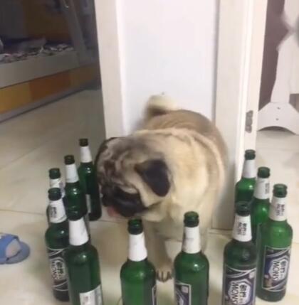 狗狗被啤酒瓶围住，开始犯傻了，真是懵了！