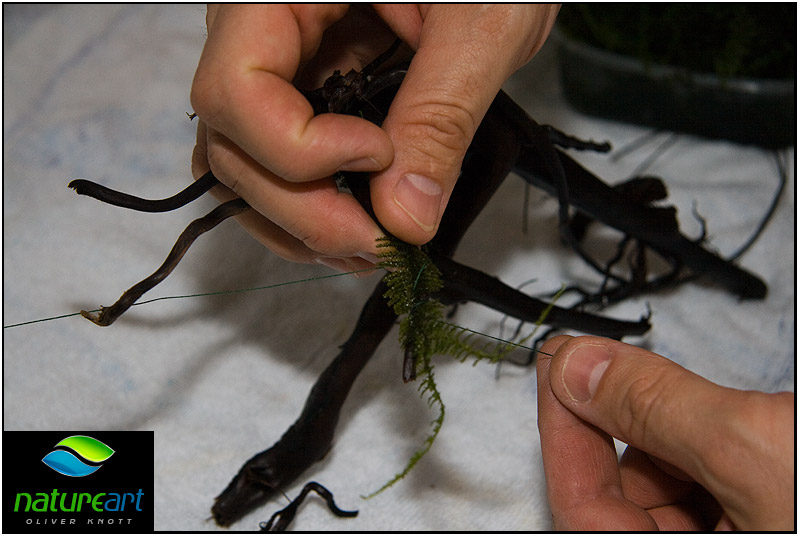 ada水草1.5米缸造景教程,oliverknott是什么