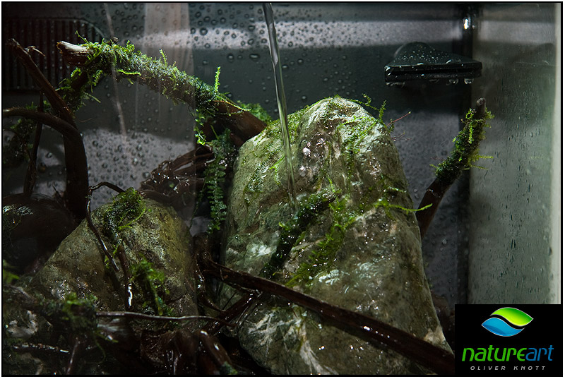 ada水草1.5米缸造景教程,oliverknott是什么