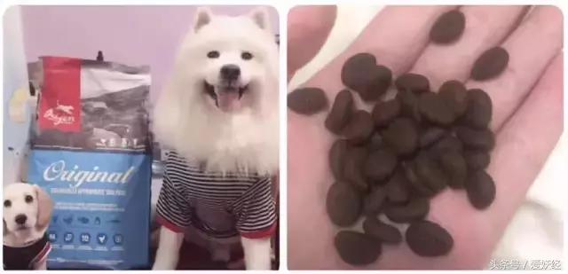 Todayis七夕，这盆狗粮爱妖经替你验过，放心吃吧