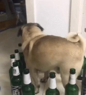 狗狗被啤酒瓶围住，开始犯傻了，真是懵了！