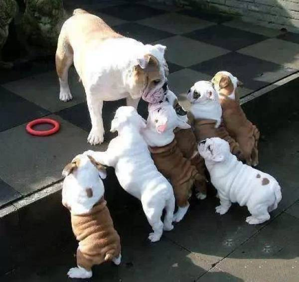 狗狗也会得妇科病吗,狗狗一定要有公狗才会有孩子吗