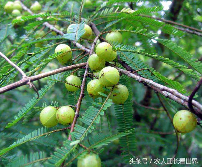 第三代水果与二代区别,第三代水果