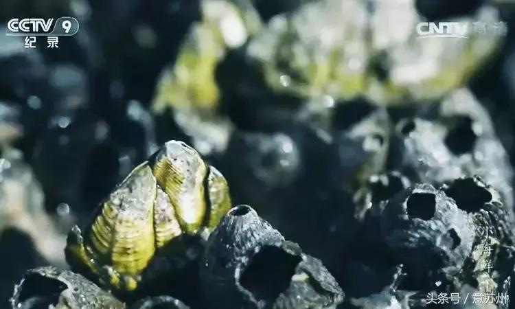 舌尖上的中国之麻辣小海鲜,舌尖上的中国小海鲜