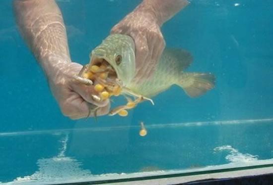 花高价买一条金龙鱼,男子把金龙鱼给吃了