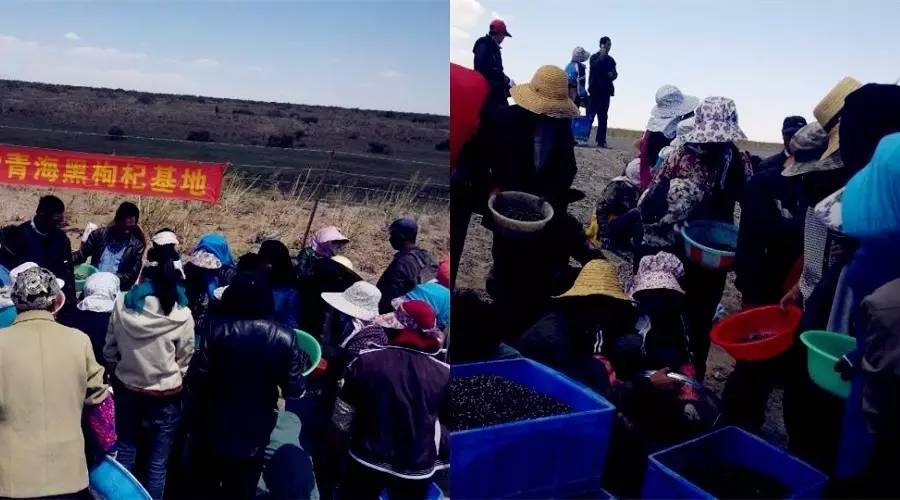 针对黑枸杞你真的了解吗,关于黑枸杞的8大误区