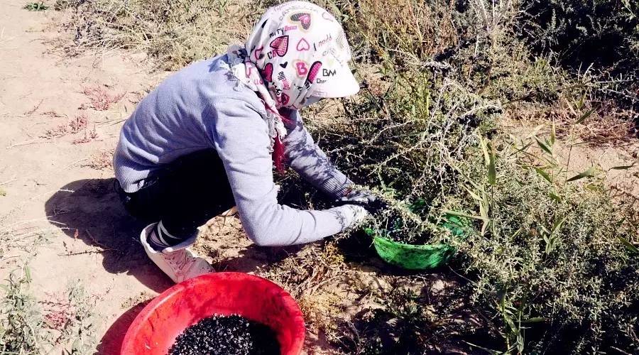 针对黑枸杞你真的了解吗,关于黑枸杞的8大误区