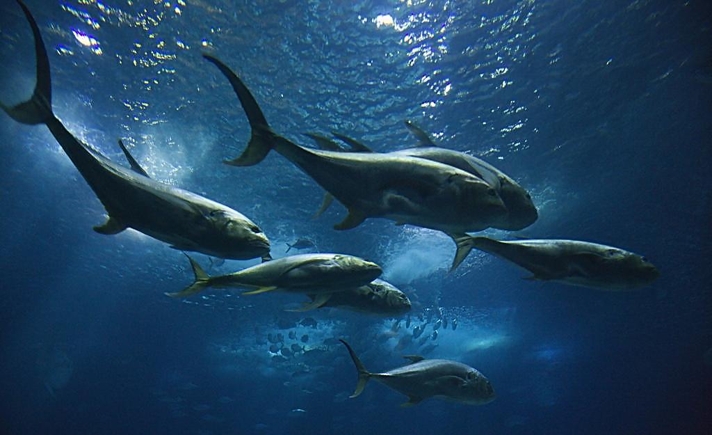 鱼竿脱节修复的正确方法,鱼竿脱节怎么治好视频教学