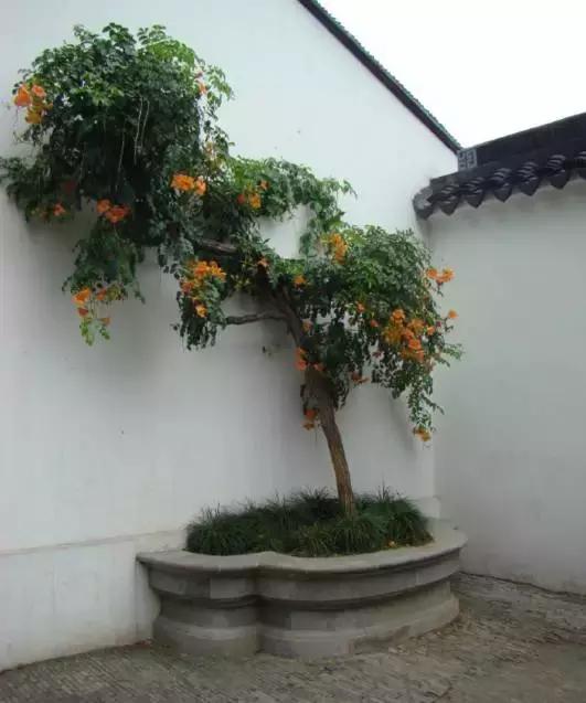 凌霄盆景如何养护,凌霄盆栽植物
