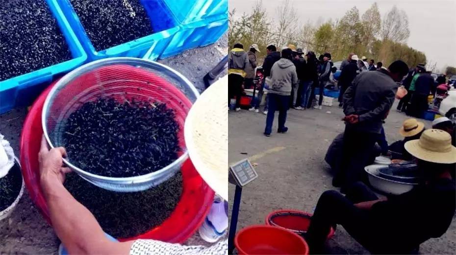 针对黑枸杞你真的了解吗,关于黑枸杞的8大误区