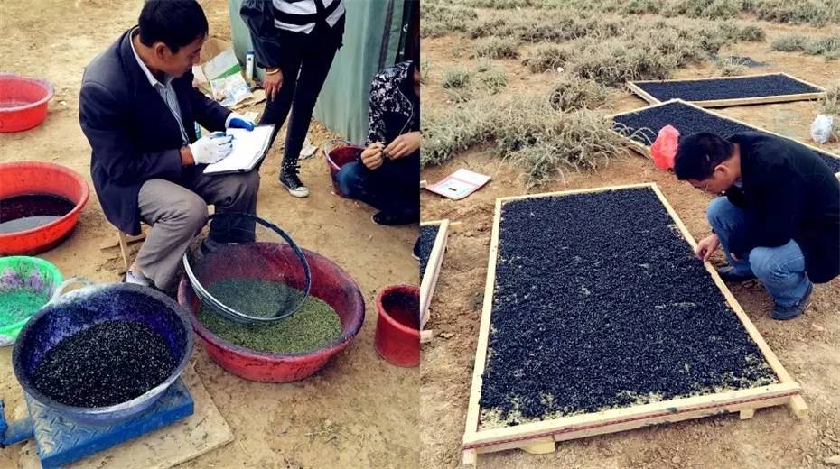 针对黑枸杞你真的了解吗,关于黑枸杞的8大误区