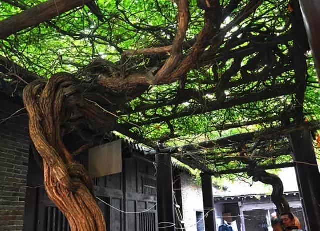 凌霄盆景如何养护,凌霄盆栽植物