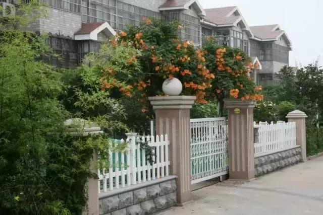 凌霄盆景如何养护,凌霄盆栽植物