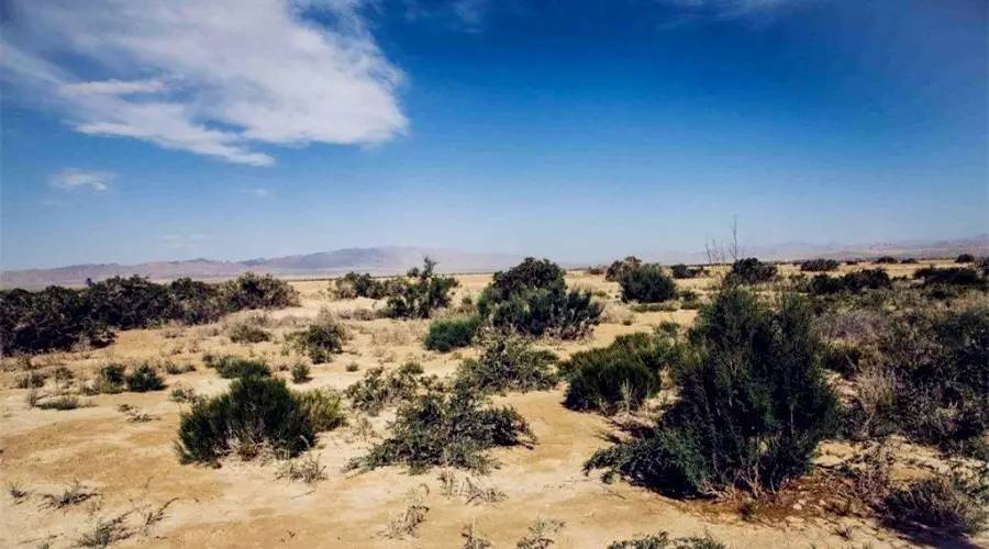 针对黑枸杞你真的了解吗,关于黑枸杞的8大误区