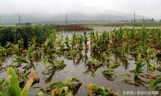 大学生返乡创业案例,带你走进100个真实的返乡创业故事