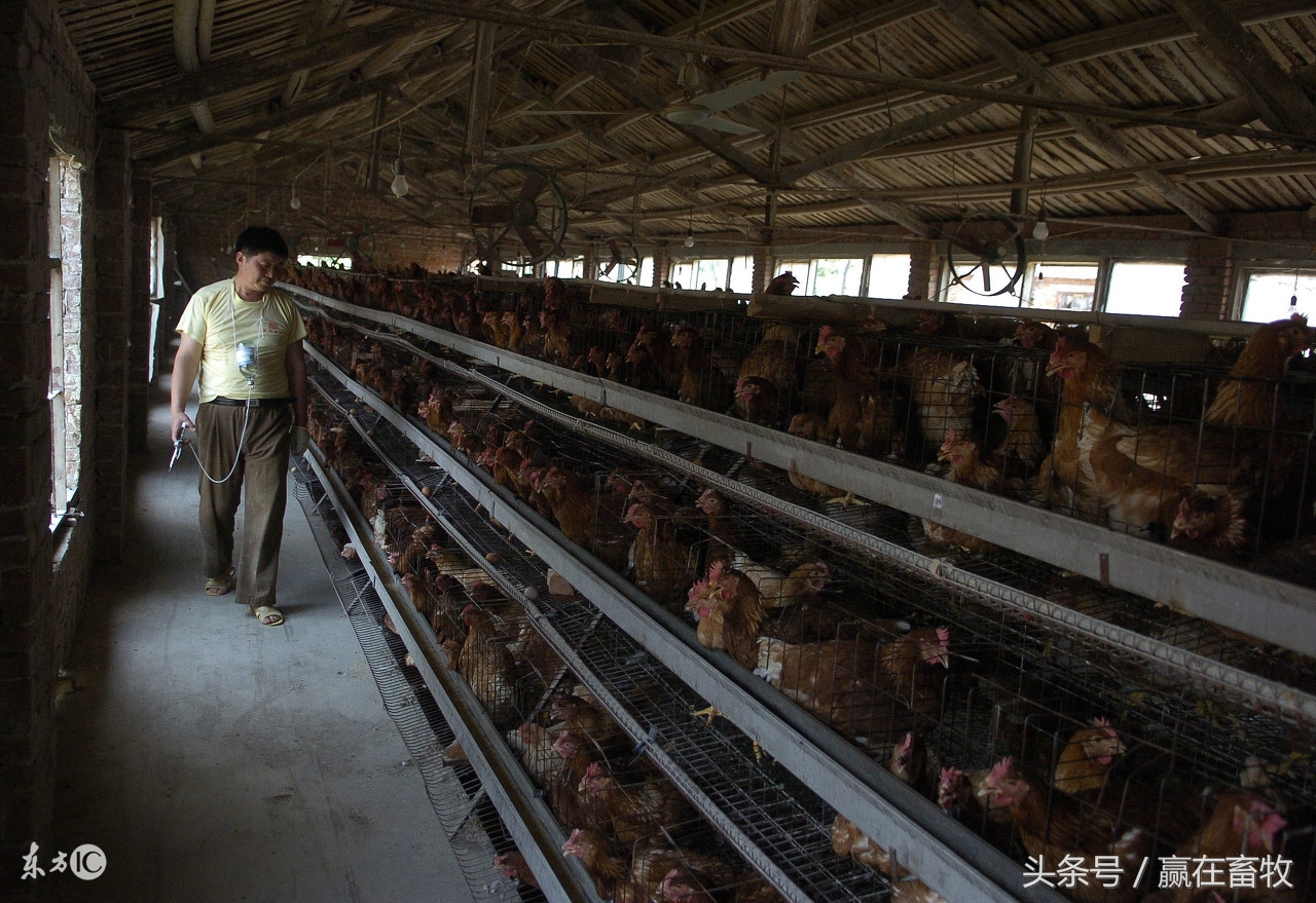 散养家禽新城疫怎么防治,养殖场疫病防治的对策论文