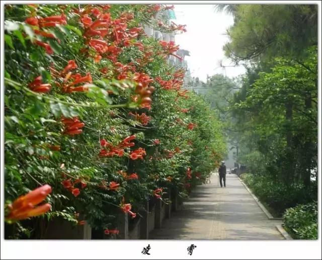 凌霄盆景如何养护,凌霄盆栽植物